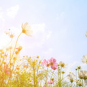世界に一つだけの花のサムネイル